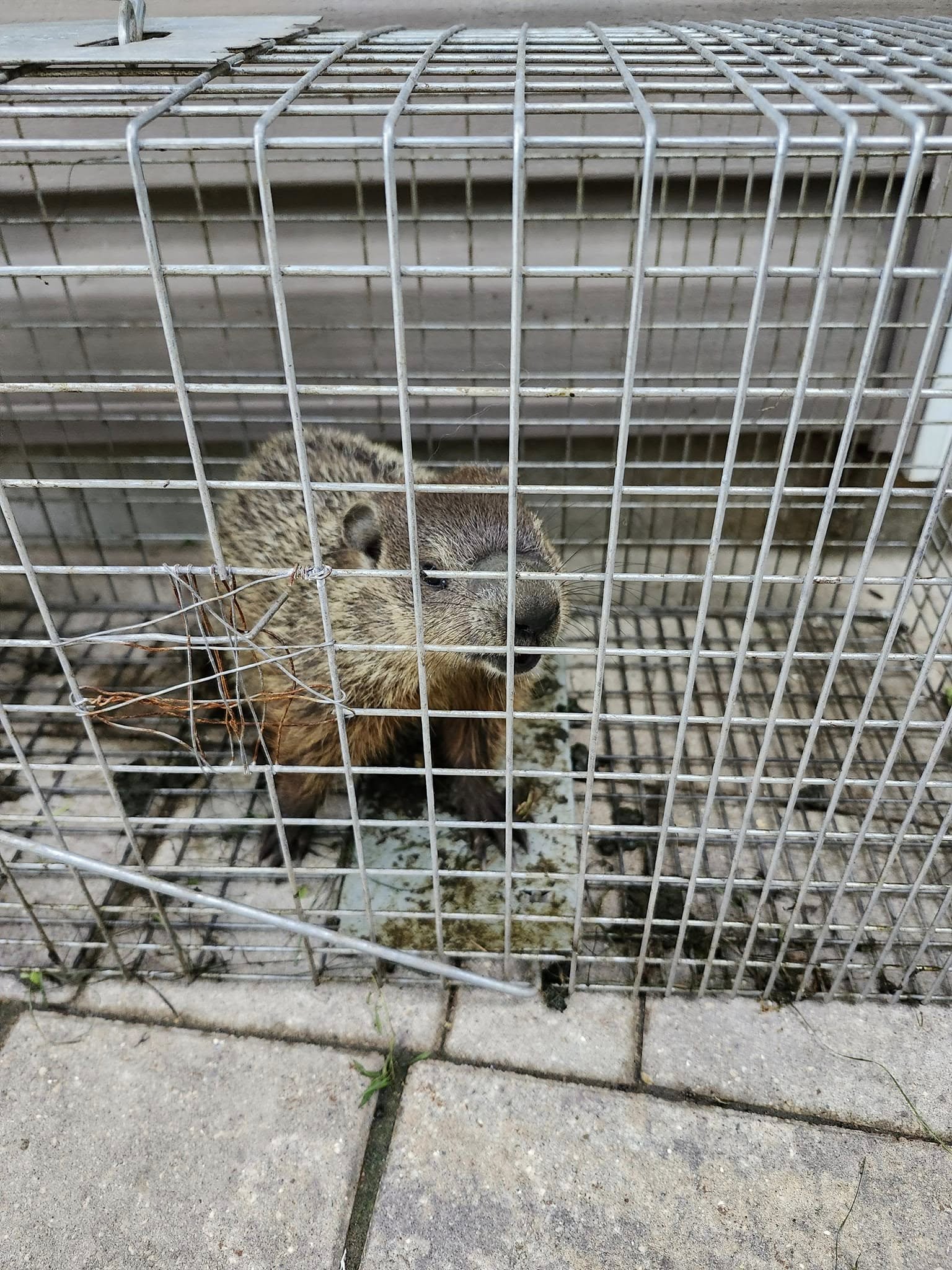 Mosinee Wildlife Control Specialists