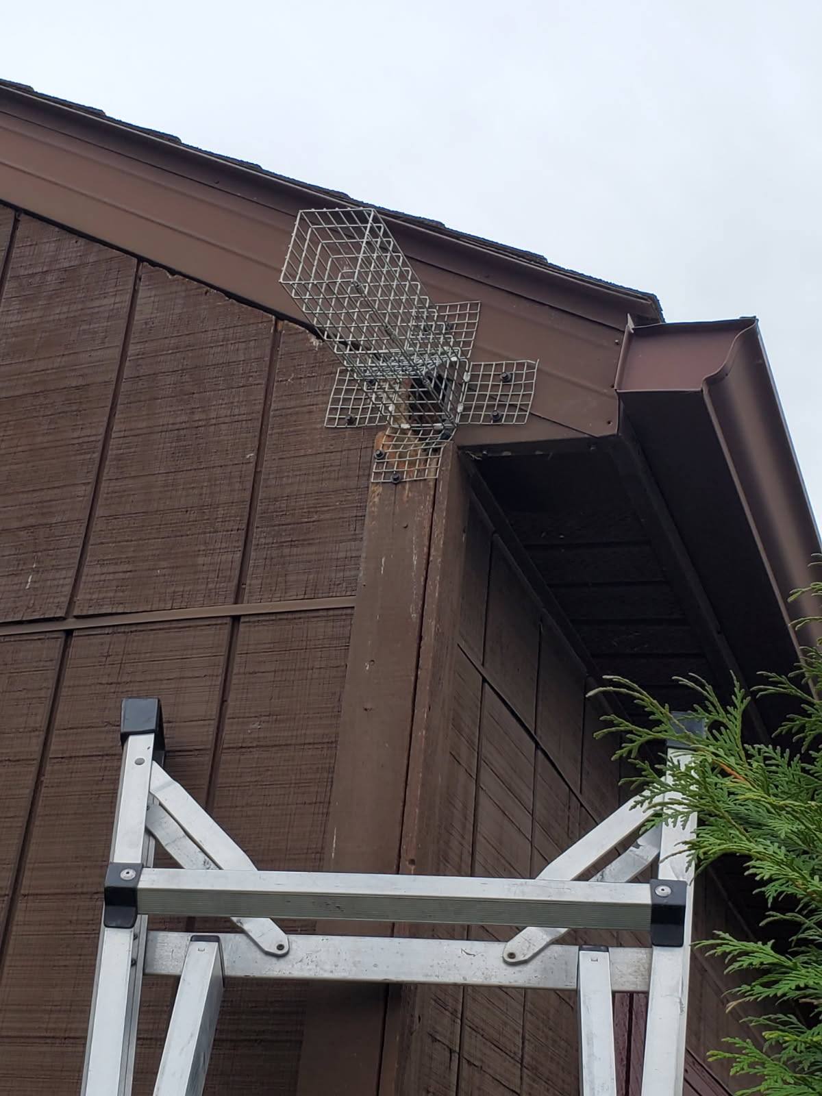 Wittenberg Responsible Wildlife Removal