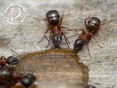 carpenter ants